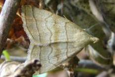 Zarcinia thiospila - Braungestreifte Spannereule